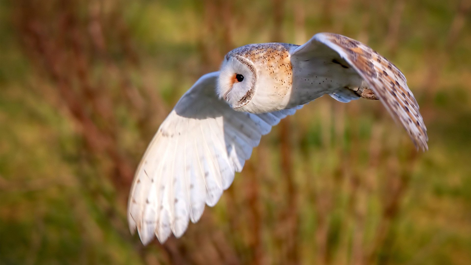 阿拉巴的脊梁与爱尔兰的獠牙,当扛起与血拼成为时代最后的尊严