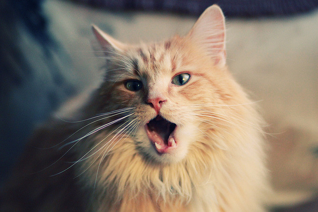 冰与火的交响,当集体意志与个人天赋同时照亮绿茵