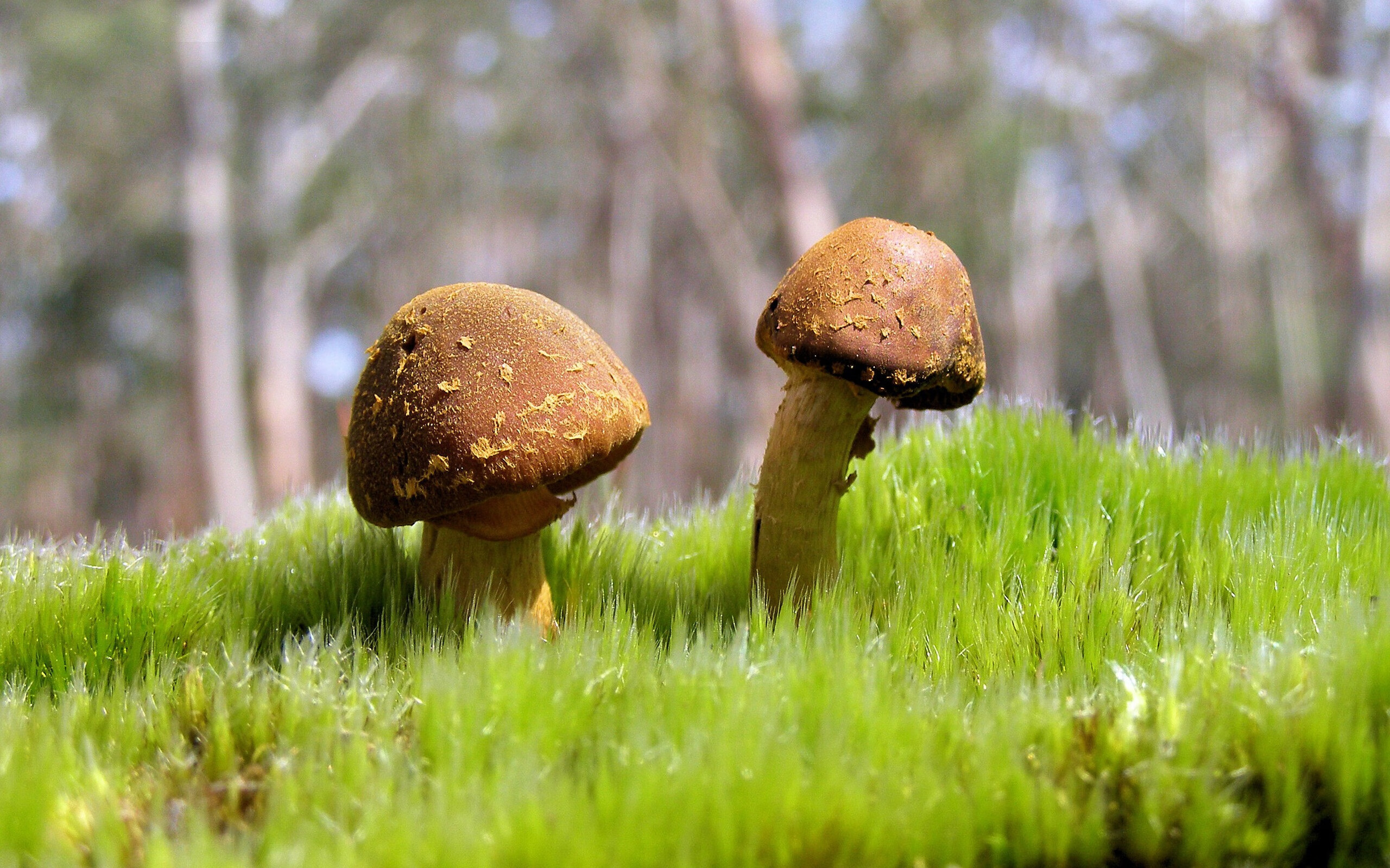 土耳其争冠战惊险胜新西兰,拉亚化身关键先生定乾坤