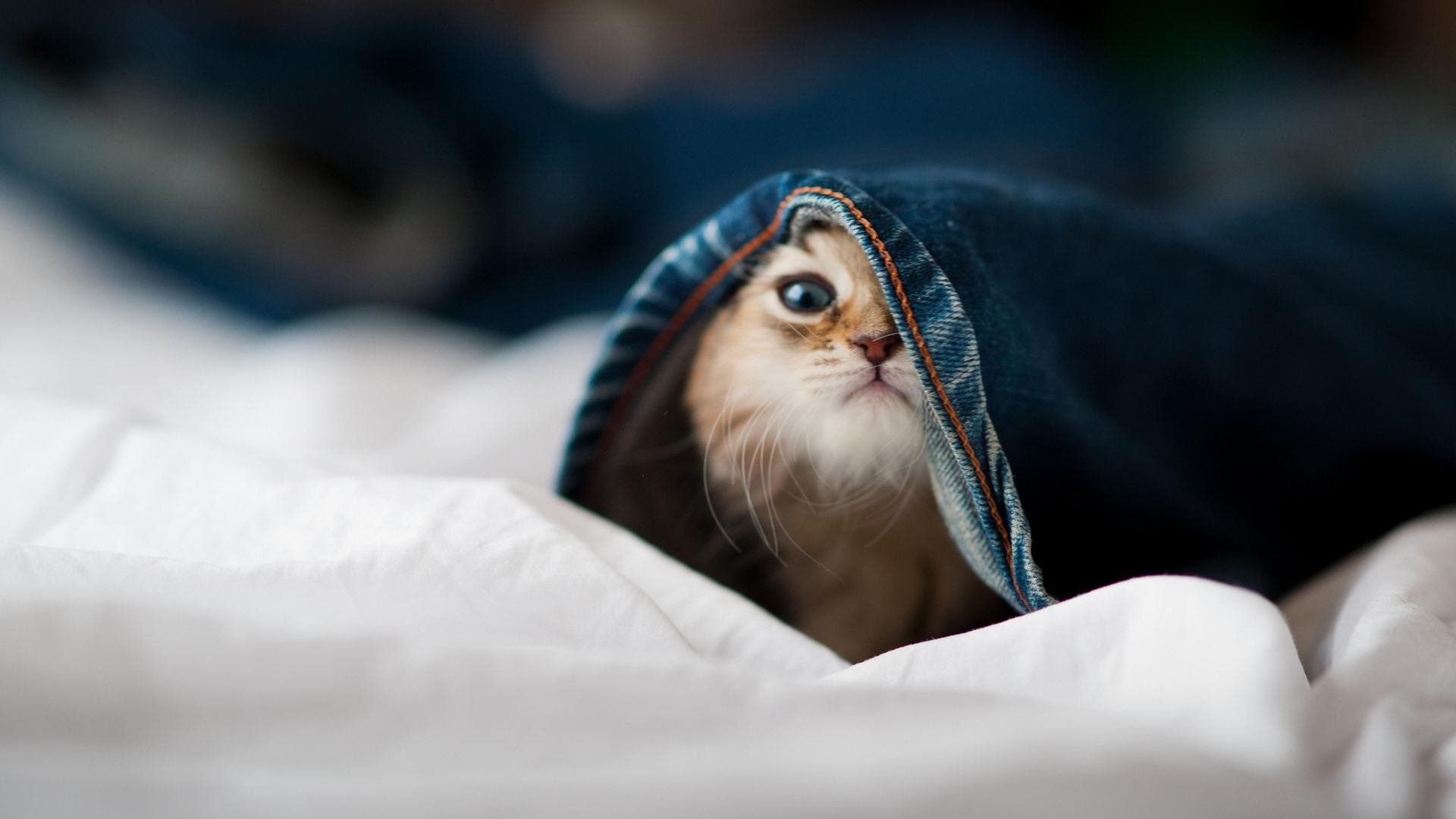 黑白直播免费体育直播-双星闪耀!巴拉圭中场核心楚阿梅尼打出统治级数据,力压塞内加尔豪取关键胜利