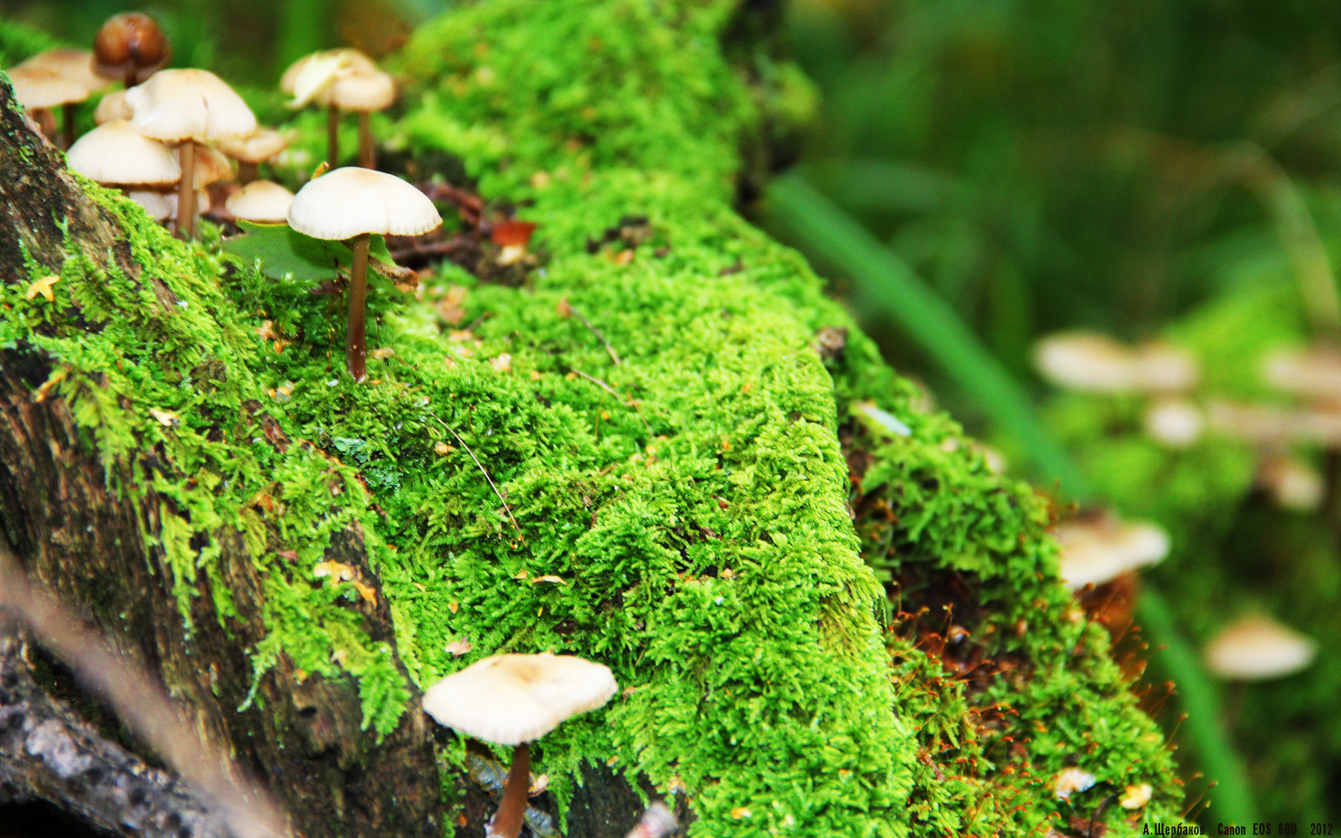 弑旧主!皮克五子登科 佛罗伦萨7-2踏平多特蒙德