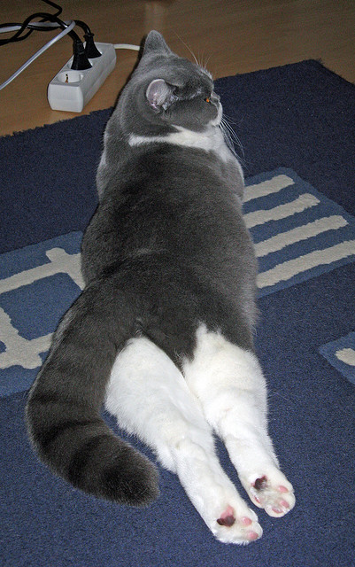 绿茵狂飙，努涅斯全程高能输出，曼城鏖战里昂演绎战术史诗