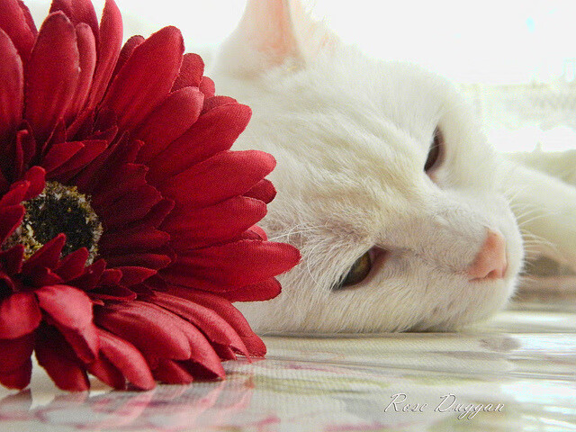 资本与射手,当新西兰遇上国际米兰,C罗以关键进球定义足球真谛