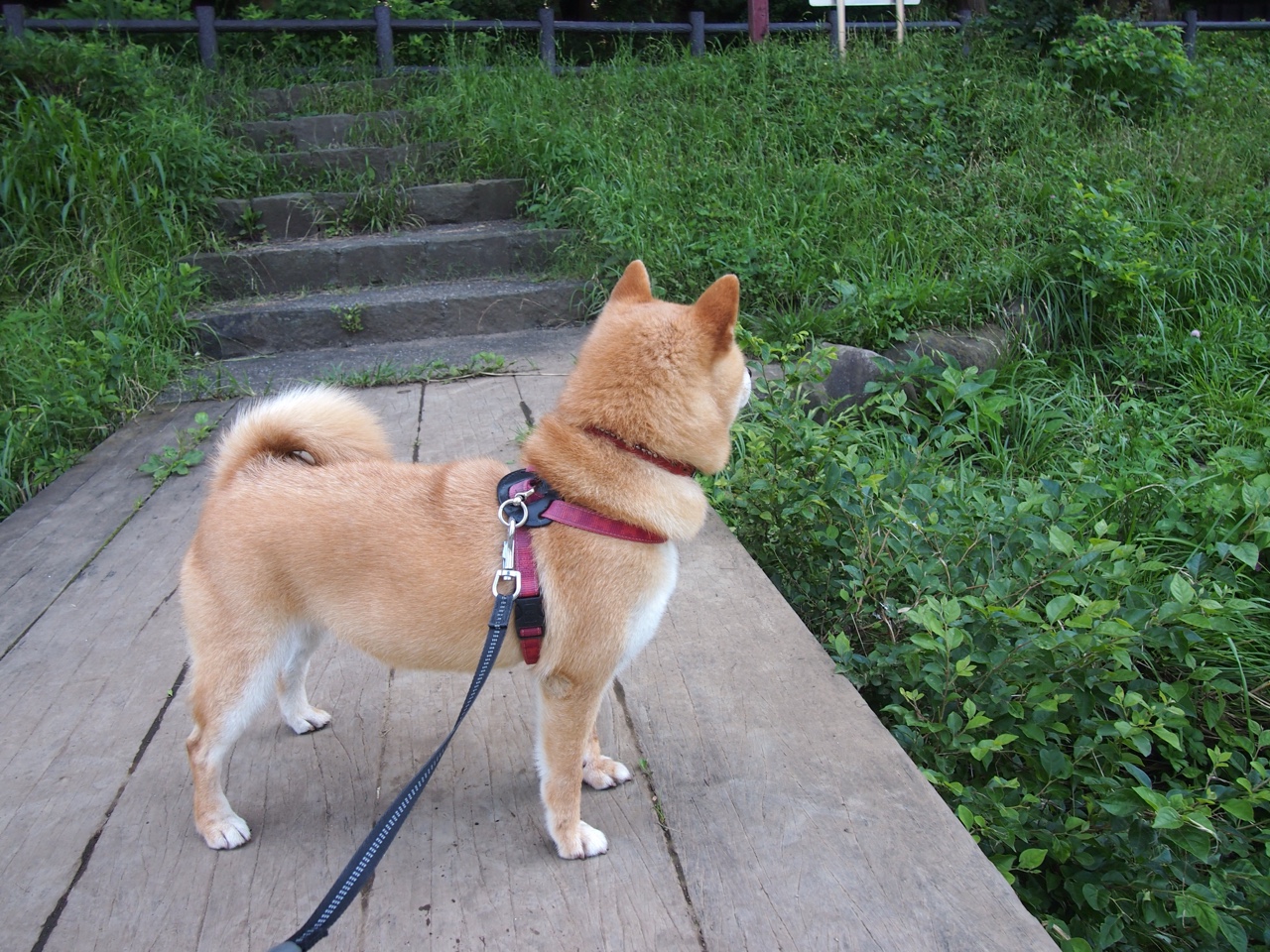 一剑封喉,德罗赞惊艳压哨助奇才险胜猛龙