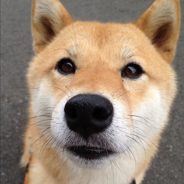 节奏大师克瓦拉茨赫利亚掌控全局，厄瓜多尔黑马之势淘汰皇家社会